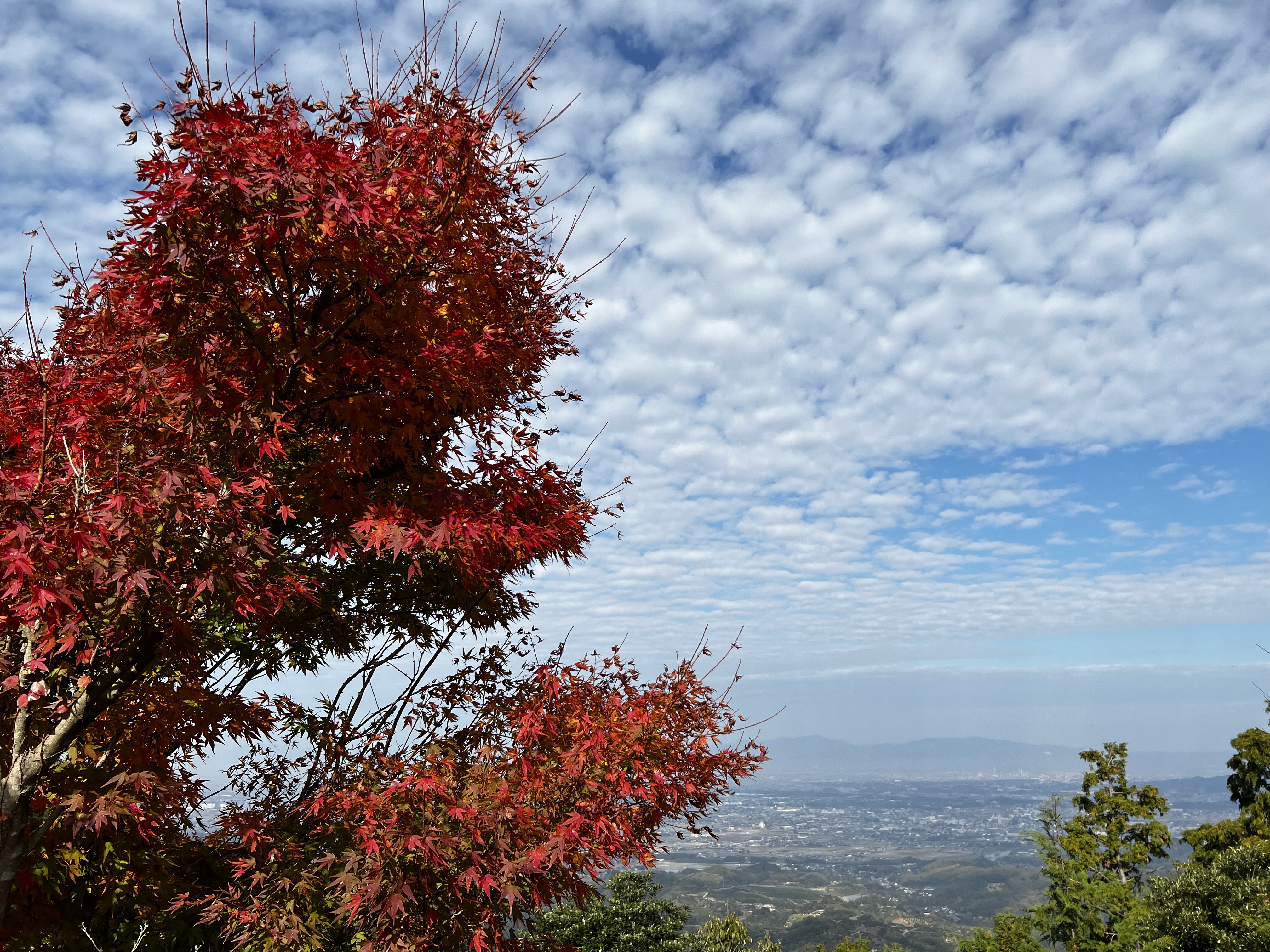 紅葉の賀は賑わいて PR 4枚 紅葉の賀は賑わいて PR 4枚 - メルカリ